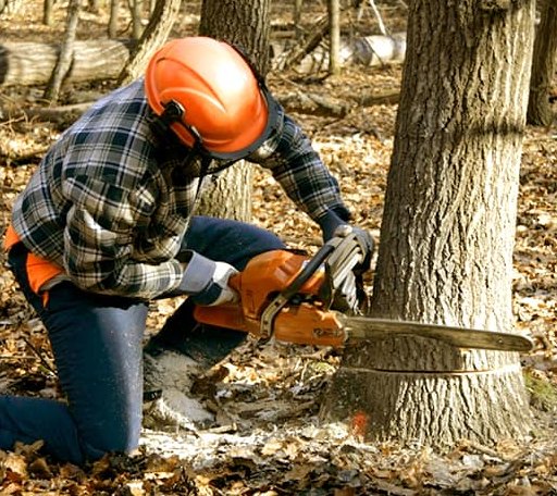 Tree Removal in Gouldsboro, ME